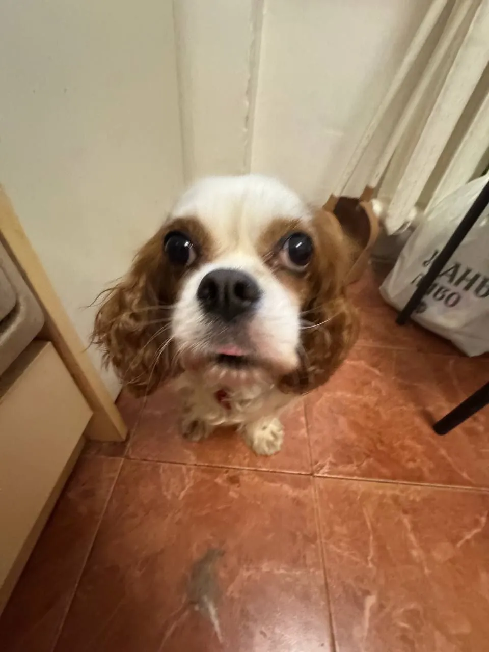 A small spaniel looking curiously up at the camera